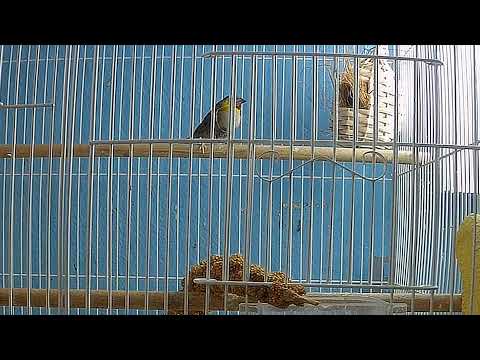 Cuban finch (Tiaris Canorus) pair working on their nest 🥰