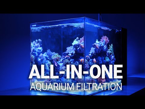 Waterbox Expert Shares Top AIO Aquarium Keeping Secrets