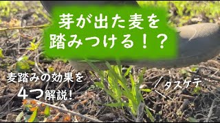 【麦栽培】麦踏みの効果と麦の歴史についてわかりやすく解説！