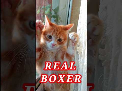 REAL BOXER