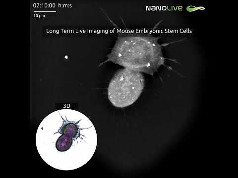 Long Term Live Imaging of Mouse Embryonic Stem Cells updated