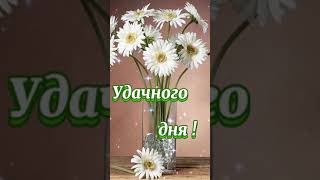 Лёгкого Понедельника! Удачного Дня! 💐🪷💗