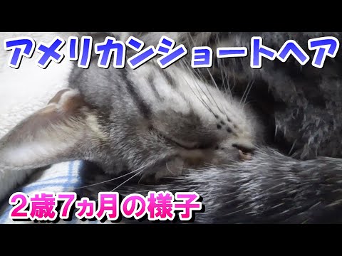 アメショーソラ２歳７ヵ月の様子（アメリカンショートヘア）