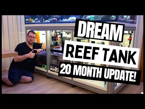 20 Month Update - Dream Reef Tank