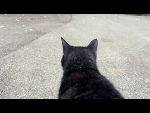 坂道で追いかけてくる黒ねこちゃん　No.７５７　２０２４年　９月２１日　１７：００　のくろねこちゃん　black cat