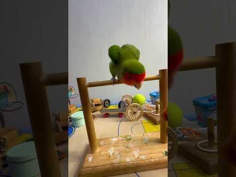 Bird Training : Smart lovebird Parrot | Smart Little Cute Parrot #training #smartparrot #cute