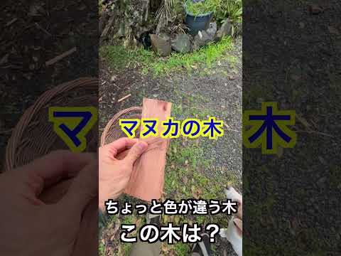 [親子で世界2周目]ニュージーランド⑨マヌカの木