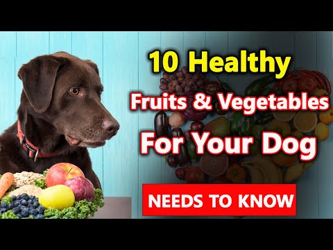 10 Fruits and Vegetables That Your Dog Can Feast On