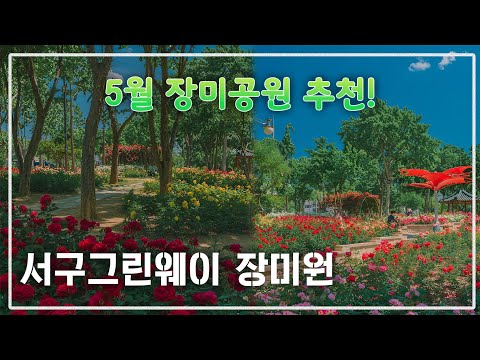 5월 장미공원 추천![대구 서구그린웨이 장미원]