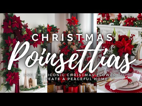 Poinsettias as a Symbol of the Season: Use this Iconic Christmas Flower to Create a Peaceful Home 🎄