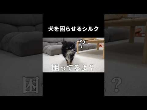 犬を困らせるシルク #フィッシャーズ