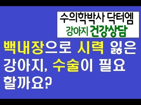 강아지 백내장 수술이 꼭 필요한가요?