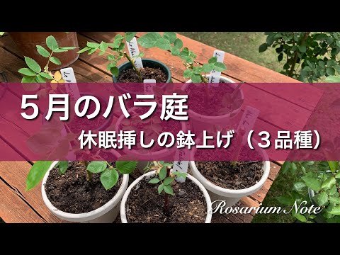 《５月のバラ庭》休眠挿しの鉢上げ（３品種）