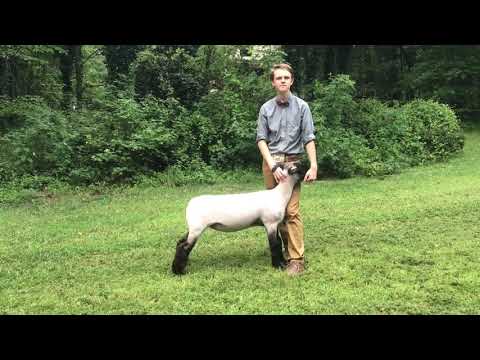 2020 4-H Farm Credit Virtual Showmanship Circuit Show #1 Sheep Video Of The Week Noah Beeson