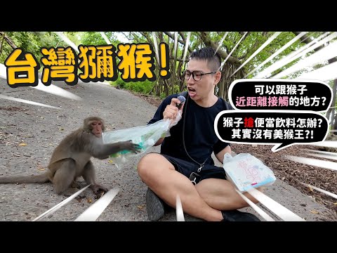 【人猴衝突】台灣獼猴!猴子攻擊人?搶便當飲料怎麼辦?原來沒猴王?公猴很辛苦?【許伯簡芝】