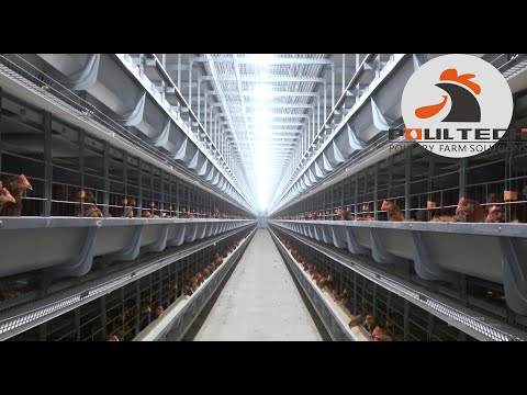 TechPro Series H Type Battery Layer Cage System Large Scale Poultry Farming Project in China.