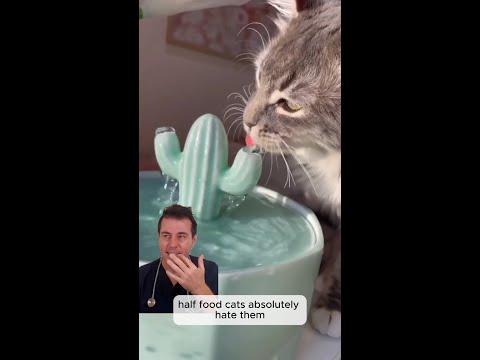 Cat's don't like drinking water?