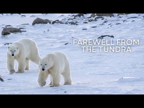 Farewell from the Tundra | Tundra Connections