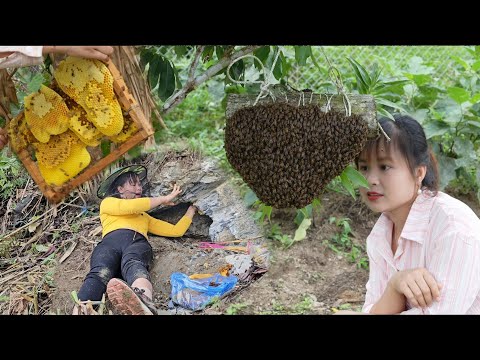 How a rural girl catches wild bees, domesticates them and raises them for honey