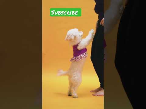 Dog short videos / dog dancing #shorts #dog #puppy