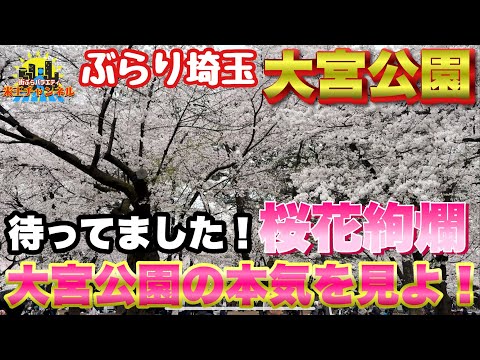 【ぶらり.桜🌸】本気モードの大宮公園の桜をご覧あれ！