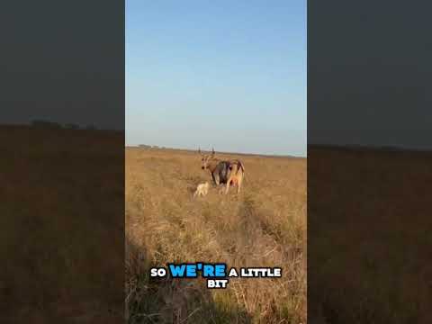 It’s calving season! #cows #calves #ranching #cattlerancher