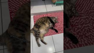 Ah miao’s weird behavior part 54 #ahmiaofjjmm #fyp #shorts #고양이 #cat #猫