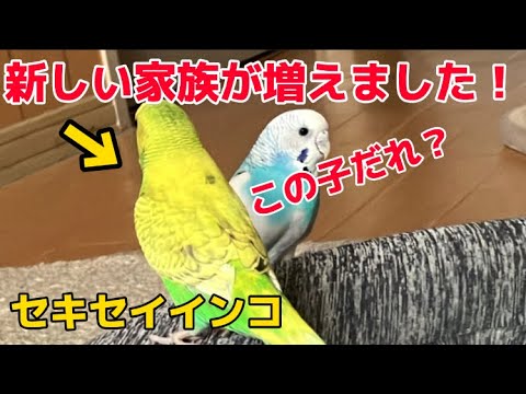 新しい家族が増えました‼️ #セキセイインコ #鳥 #家族 #ガクノクラウン