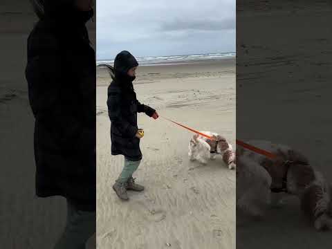 🐶 at the beach 🏝️ #puppy#dog#beach#狗狗