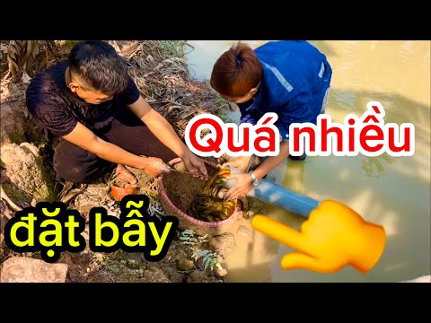 đặt bẫy bắt lươn gặp cả ổ ,toàn hàng khủng #sanbat