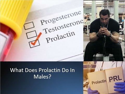 Prolactin- Man's Friend or Foe? (Part 2)