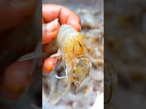 Fresh a prawns Simple a clean pannalam vaanga, how to easily clean prawns, shorts, #shorts,