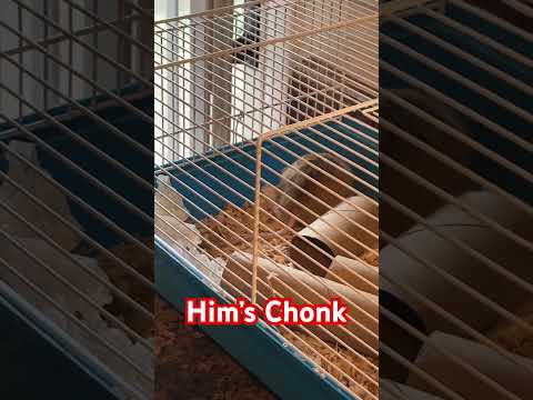 Hilarious Chonky African Soft Fur Rat vs. Toilet Paper Roll! 😂 #Shorts🧻 #rat  #funnyanimals