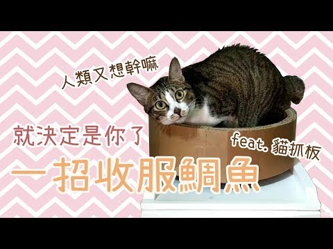 用貓抓板輕鬆收納貓咪?!鯛魚的新技能!｜貓與香菜番外篇