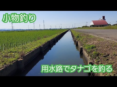 [Micro Fishing]　流れが緩やかな用水路でタナゴを狙う　