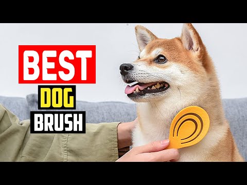 ✅Top 5 Best Dog Brushes of 2023