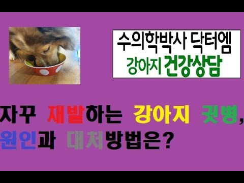 자꾸만 재발하는 강아지 귓병, 원인과 대처하는 방법은?