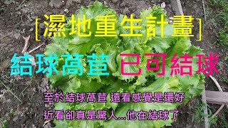 [濕地種植]05 結球萵苣確認已經可以結球了?!這漢堡 三明治內的生菜 不但可生吃 也可熱炒 有人也想種嗎??