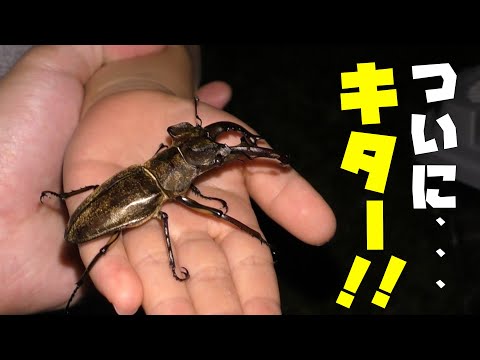 家族で灯火採集！飛んできた虫ひたすら取ったぞー！！！