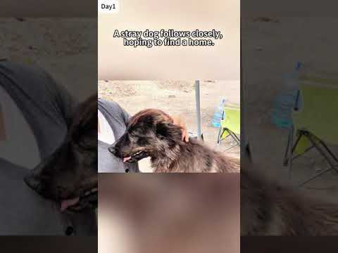 homeless stray dog quietly hid under the car, certain the girl was the one he had been looking for.