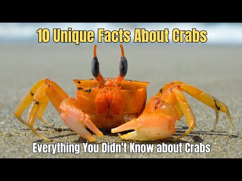 🎖️10 Amazing Facts About Crabs 🚀 👣 Unique Facts about Crabs ⏰🔥