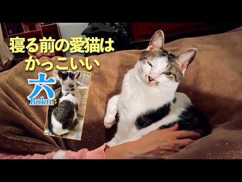 【就寝前の愛猫はカッコイイ】ヤンチャで甘えん坊の愛猫が寝る前に必ずとるポーズがカッコイイのです | [生まれ変わりの猫] 六 (Roku)