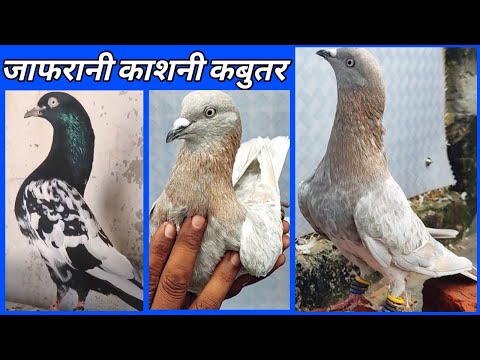 Indian pigeon high flying ! भारत के मशहूर काशनी कबुतर ! Arshad idrisi pigeons