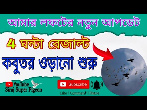 4 ঘন্টা রেজাল্ট কবুতর উড়ানো #SirajSuperPigeon#kabootar #viralvideo #trending #madrasipigeon