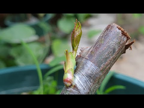 Rose bud grafting-月季芽接