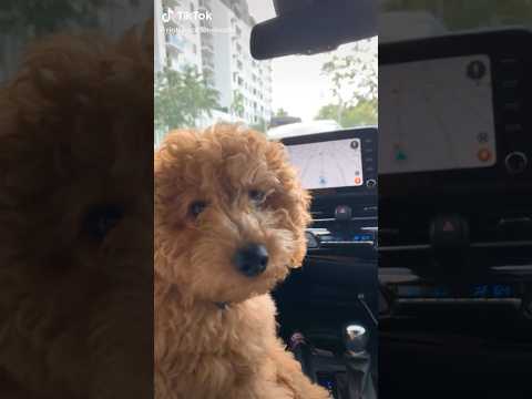 DOG drives to Chick-Fil-A by himself?? 🤯🥺