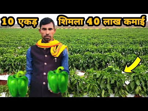 मेरे तरीके से शिमला मिर्च + कुंदरू लगाओ 1एकड़ में 8 लाख कमाई होगी | shimla mirch ki kheti ki jankari