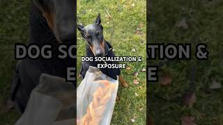 exposure and neutrality is what I focused on the most! #dogtraining #dogsocialization #doberman