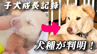 【番外編】保護犬子犬の成長記録/珍しい犬種が入ってました！