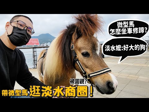 【寵物旅行】微型馬怎麼坐車修蹄?逛淡水商圈!淡水嬤:好大的狗!馬蛋糕長怎樣?被民眾圍觀?馬不回家怎麼辦?【許伯簡芝】ft.Samsung